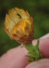 Helichrysum herbaceum