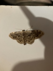 Idaea inquinata
