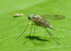Chrysopilus asiliformis