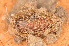 Epiplema reducta