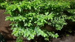 Duranteae