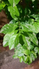 Duranteae