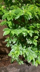 Duranteae