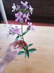 Saponaria officinalis