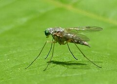 Chrysopilus asiliformis