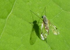 Chrysopilus asiliformis