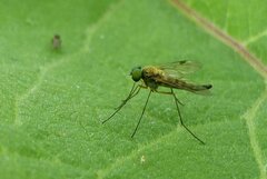Chrysopilus asiliformis