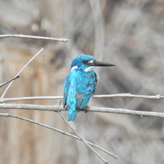 Alcedo coerulescens