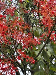 Brachychiton acerifolius