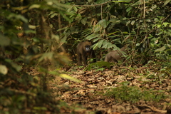 Mandrillus sphinx