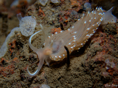 Facelina bostoniensis