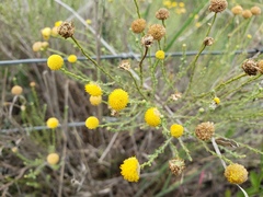 Oncosiphon pilulifer