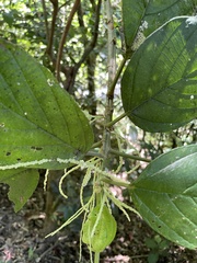 Myriocarpa longipes