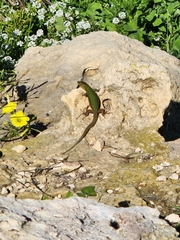 Podarcis filfolensis