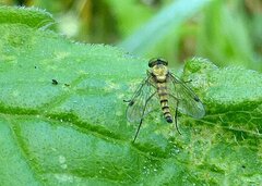 Chrysopilus asiliformis