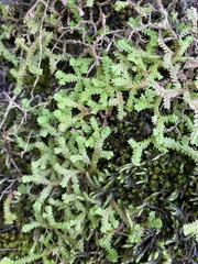 Selaginella delicatula