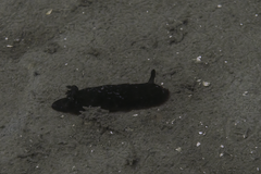 Dendrodoris arborescens