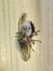 Entomophthorales