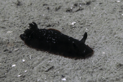 Dendrodoris arborescens