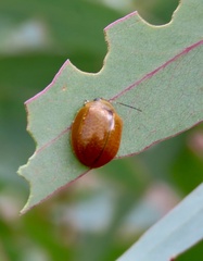 Paropsisterna