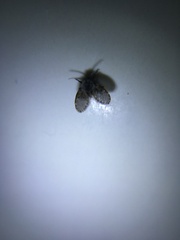 Clogmia albipunctata