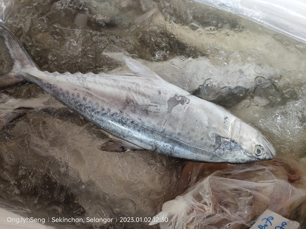 Korean Seerfish