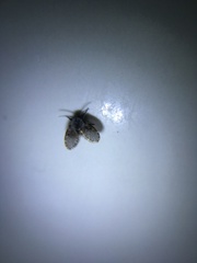 Clogmia albipunctata