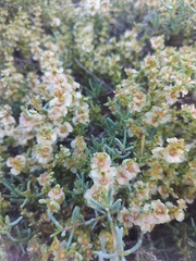 Salsola