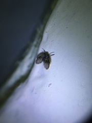 Clogmia albipunctata