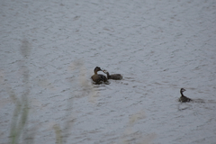 Poliocephalus rufopectus