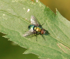 Lucilia silvarum