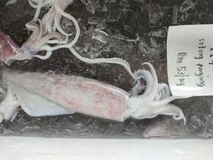 Sepioteuthis lessoniana