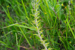 Anarrhinum duriminium