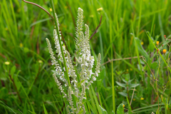 Anarrhinum duriminium