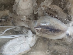 Sepioteuthis lessoniana
