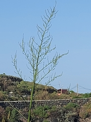 Furcraea foetida