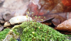 Brachytheciastrum velutinum