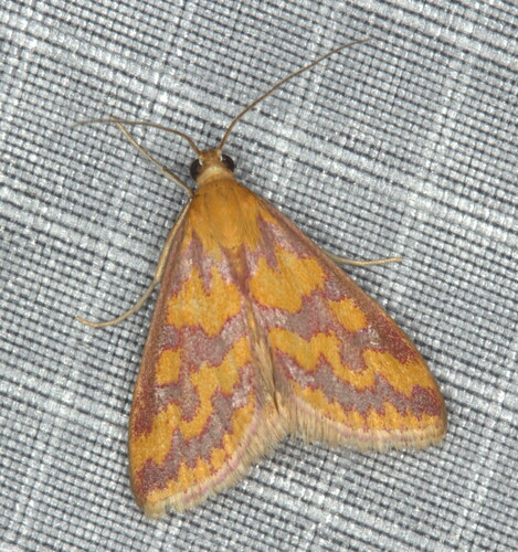 Pyrausta haematidalis