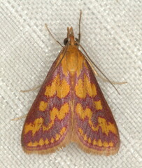 Pyraustinae