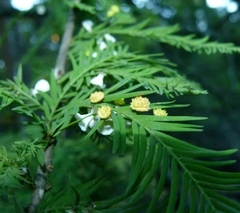 Taxodiomyia
