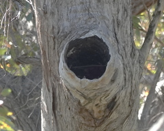 Eucalyptus marginata marginata