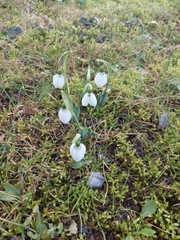Galanthus elwesii