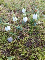 Galanthus elwesii