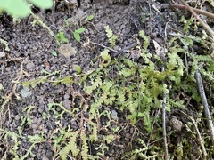 Selaginella delicatula