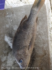 Lutjanus argentimaculatus