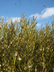 Orites acicularis