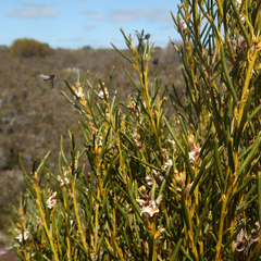 Orites acicularis