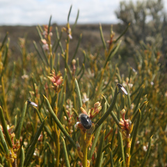 Orites acicularis