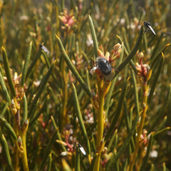 Orites acicularis