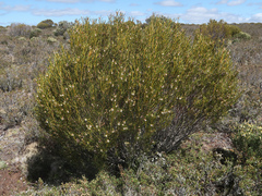 Orites acicularis